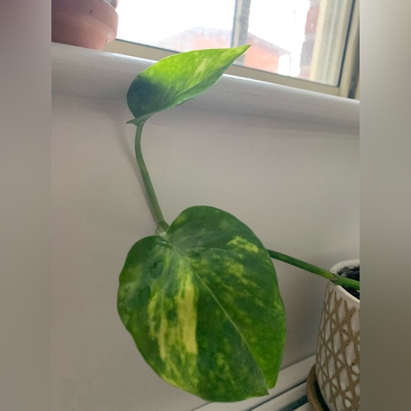 Pothos Plant - Picture 12 of 12